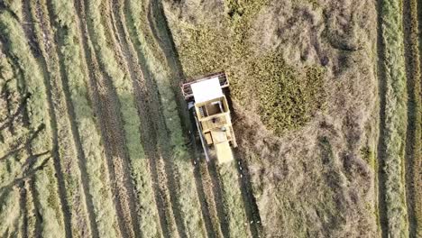 Top-down-view-birds-follow-at-the-back-of-harvester.